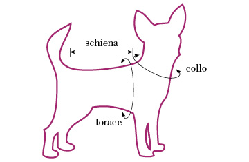 come-prendere-misure-cane