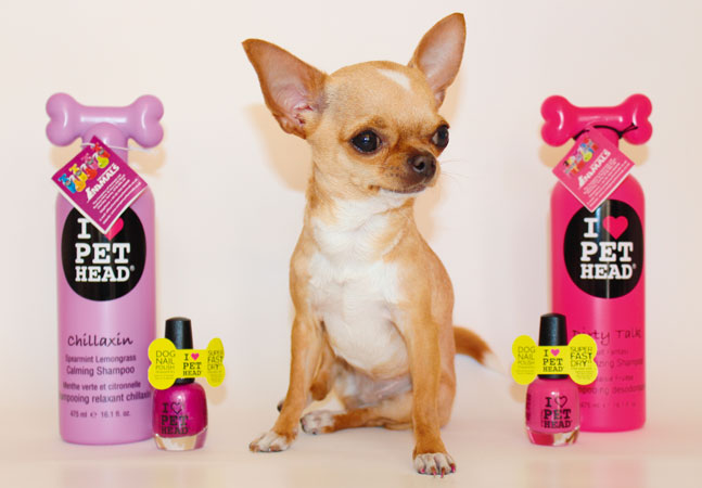 Shampoo-per-cani-chichuahua